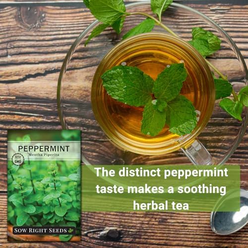 Sow Right Seeds - Peppermint Seed for Planting Perennial Herb Garden 3pk - Image 5