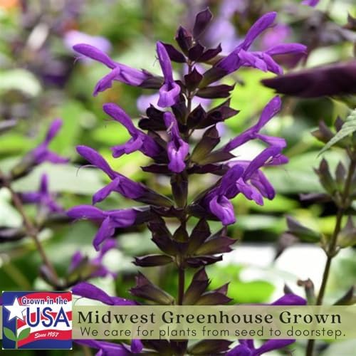 Clovers Garden Salvia Purple and Bloom Plants - Two (2) Live Plants – Non-GMO - Not Seeds - Each 4" to 8" Tall – in 4" Inch Pots - Pollinator Magnet, Heat Tolerant, Low Maintenance - Image 3