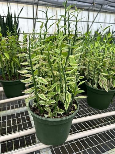 Variegated Devil's Backbone Euphorbia | Live Plant for Indoor & Outdoor | for Living Room, Office, Bathroom | (6" Pot) - Image 2