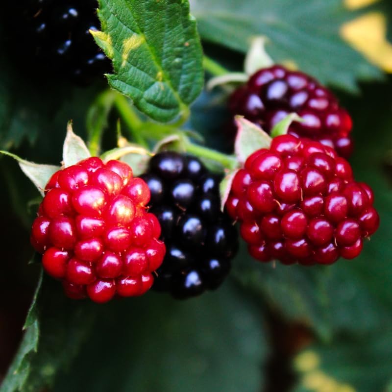 2 Sweet Pie BlackBerry Live Plants, Thornless Berry Plant, 5-8" Tall - Image 5