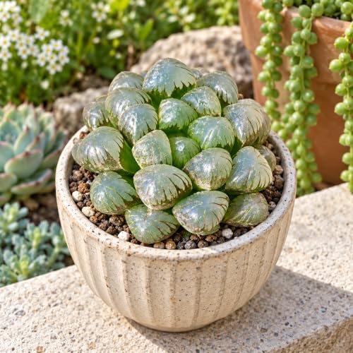 Haworthia 'Cooperi Ice Lantern' Bare Root Succulent Live Plant 3-3.5 Inch - Image 2