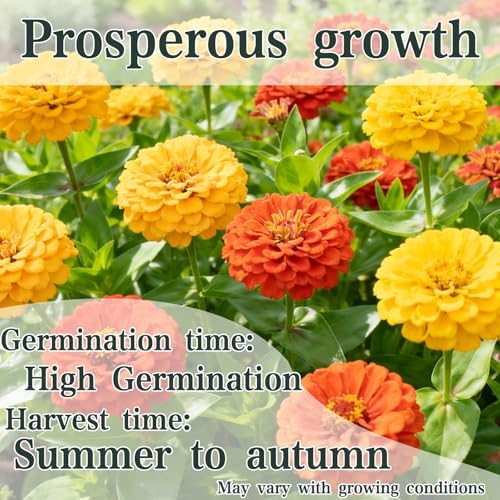 Zinnia Elegans Seeds for Planting Outdoor, 1000 Annual Gardens Flower Seeds - Image 3