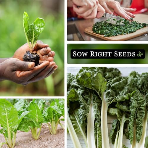 Sow Right Seeds - Fordhook Swiss Chard Seed for Planting Home Garden 2pk - Image 4
