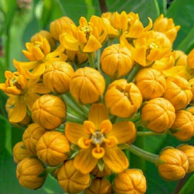 2 Yellow Milkweed Live Plants, Asclepias Tuberosa Perennial, 4-8 Inch Tall - Image 2