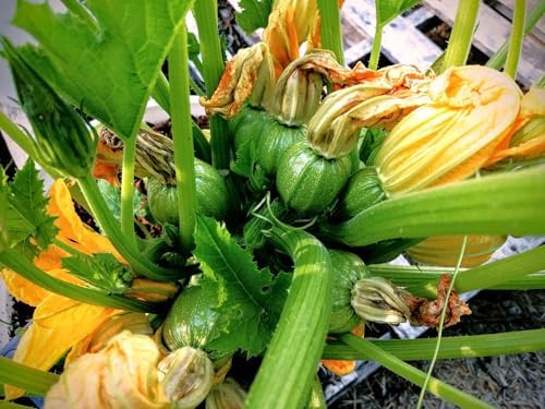 Round Zucchini Seeds - 540+ Count - for 2026 Planting Eight 8 Ball Ronde Rondini Summer Squash Patty Pan Courgette Bush Garden Vegetable Grow Your Own Home Farm Patio Healthy - Image 2