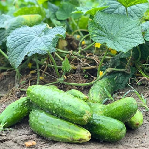 2 Cucumber Plants Live Outdoor, 4-7'' Long, Vine Vegetable Starter Plant - Image 2