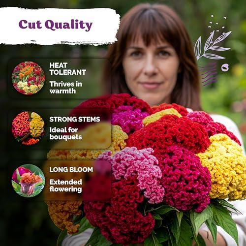 150 Chief Mix Cockscomb Heirloom Flower Seeds, Celosia Argentea - Image 4