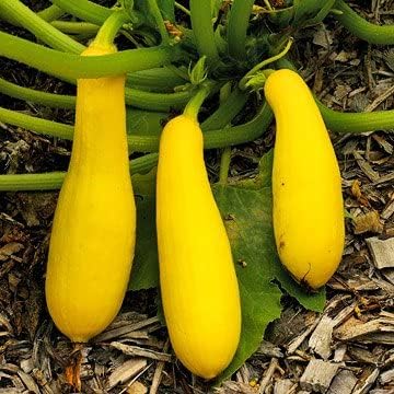 25 Yellow Early Prolific Straightneck Summer Squash Seeds for Planting. Non GMO and Heirloom. 2.5 Grams of Seeds. Garden Vegetable Survival by Unknown