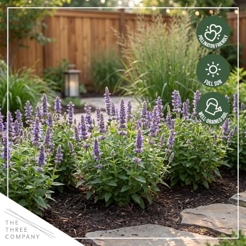 Hummingbird Mint (Agastache) - Blue Blooms (Blue Fortune), Live Pollinator-Friendly Flowering Perennial, 12" Tall by 5" Wide in 2 Qt Pot - Image 7