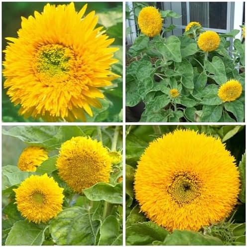 Seed Needs Dwarf Teddy Sunflower Seeds to Plant Cut Flowers - 2 Packs - Image 3