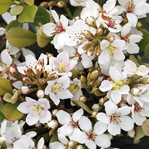 Monrovia Snowcap Indian Hawthorn, Live Evergreen Flowering Shrub, 3 Gallon - Image 2