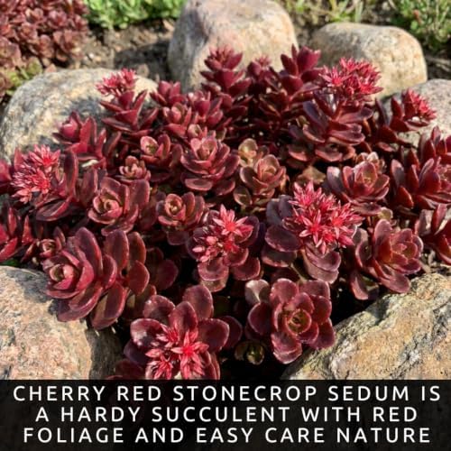 Cherry Red Stonecrop Sedum Live Plant Plugs, Hardy Succulent Ground Cover, Drought Tolerant Perennial, Easy Care Red Sedum for Rock Gardens, Borders & Landscaping (5 Starter Plugs) - Image 2