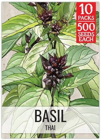 Seed Needs Thai Basil Seeds to Plant an Herb Garden - 10 Packs by SeedNeeds