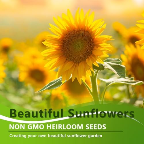 1000+ Sunflower Seeds for Planting Heirloom Non-GMO, Bulk Package of 15 Varieties Mix Seeds, Individually Packaged, Attracts Pollinators (Helianthus annuus) - Image 6
