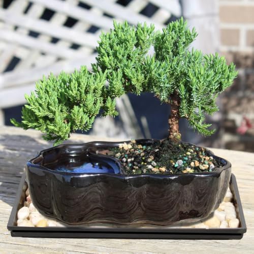 Brussel's Bonsai - Small Juniper Live Bonsai Tree with Tray, Indoor Plant - Image 3