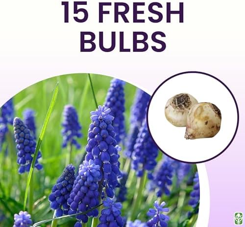 Grape Hyacinth Bulbs - 15 Muscari Armeniacum Bulbs for Planting - Grows 6-8" Tall - Flower Bulbs for Spring Planting - Indoor Forcing - Image 3