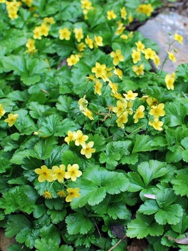 Geum fragaroides (Waldsteinia fragaroides) (Appalachian Barren Strawberry)- Live Plant, Size- Quart, Yellow Spring Flowers, Native, Ground Cover by PerennialFarmMarketplace