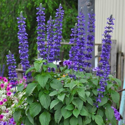 3 Dark Purple Salvia Sage Plants, Perennial Flower Plant, 4-6'' Tall by Unknown