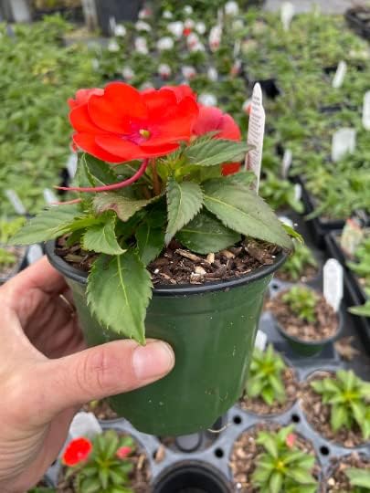 SunPatiens Orange in a 4 inch Pot (3) - Image 2