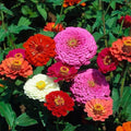 Zinnia Seeds Bulk 10,000+ | Outdoor Flower for Planting | Zinnia Seeds for 2026 | Mixed Colors & Large Blooms for Gardens| High Germination, Beginner-Friendly & Giftable Packaging by LUOJIBIE