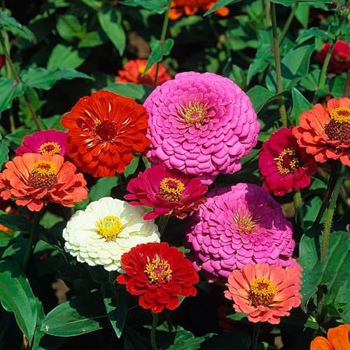 Zinnia Seeds Bulk 10,000+ | Outdoor Flower for Planting | Zinnia Seeds for 2026 | Mixed Colors & Large Blooms for Gardens| High Germination, Beginner-Friendly & Giftable Packaging by LUOJIBIE