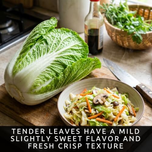 Chinese Cabbage Seeds to Plant | 100 Seeds | Green Asian Garden Vegetable - Image 3