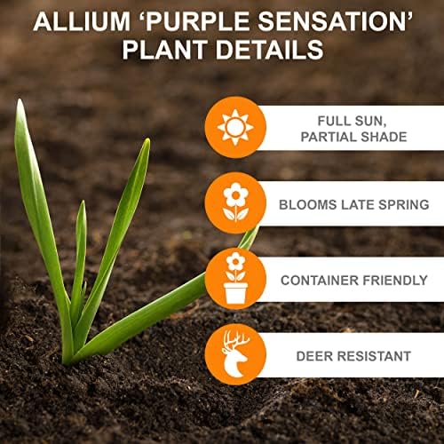 Garden State Bulb Purple Sensation Allium Flower Bulbs, 12/+ cm, Fall Planting (Bag of 25) - Image 4