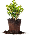 Perfect Plants Japanese Boxwood, 1 Gallon, Live Evergreen Shrub by PerfectPlantsNursery