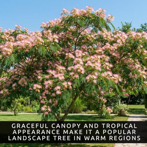 Live Mimosa Tree Seedlings, 5–8 Inch Silk Tree Saplings - Image 3
