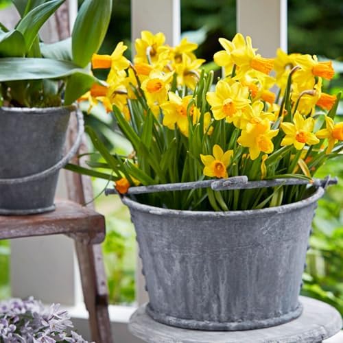 Garden State Bulb Narcissus Cyclamineus Jetfire Mix Daffodil Flower Bulbs, 12/14cm (Bag of 250) - Image 6
