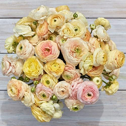 Eden Brothers Ranunculus Bulbs - Wedding Pastel - Image 2