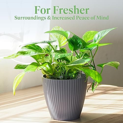 American Plant Exchange Golden Pothos – 6-Inch Pot – Live Easy Care Vining Houseplant, Air Purifying Indoor Plant for Home, Office, or Garden Decor - Image 7