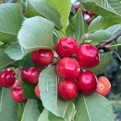 Barbados Cherry Live Plant, Fruit Tree, 5-7 Inch Tall - Image 7