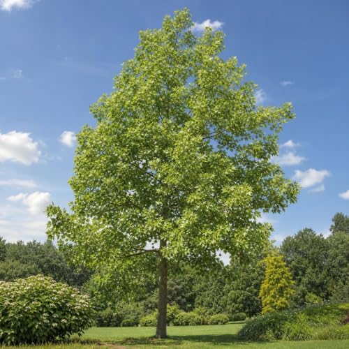 Sycamore | 10 Live Plants | Platanus Occidentalis | Fast Growing Shade Tree, Ornamental Landscape Plant, Ideal for Large Gardens, Beautiful Foliage, Low Maintenance, Perfect for Urban Areas - Image 4