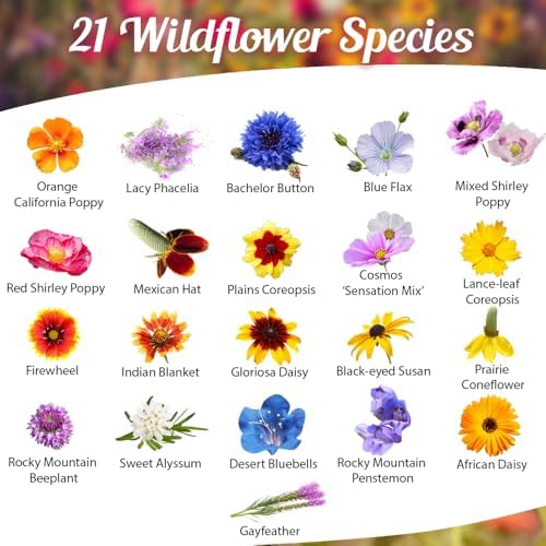 BBB Seed Drought Tolerant Wildflower Seeds Mix, Annual & Perennial, 4 oz - Image 2