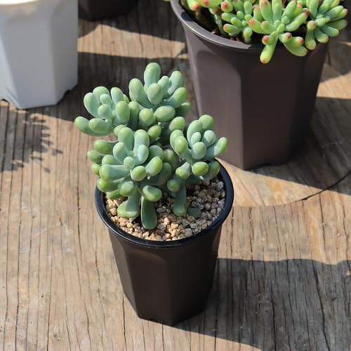 14 Pack 4.40 Inch Black Plastic Deep Nursery and Seedling Pots, Round Planter Container for Transplanting, Cutting, Succulent - Image 5
