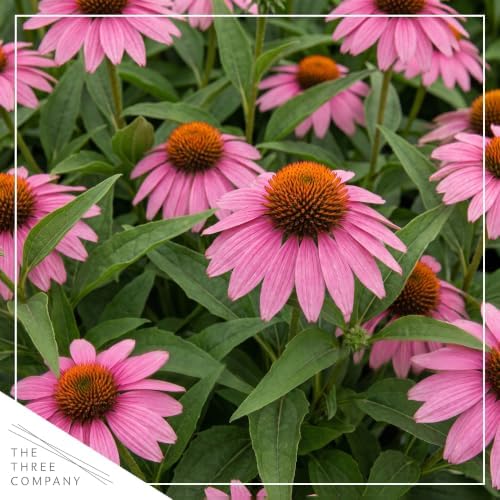 Coneflower (Echinacea) - Pink Blooms, Live Pollinator-Friendly Flowering Perennial, 12" Tall by 6" Wide in 2 Qt Pot - Image 2