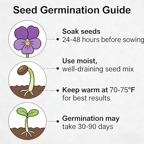 CarpetC 200+ Violet Seeds for Planting, Perennial Wildflower Viola sororia, Non-GMO Ground Cover Attracts Butterflies for Shade Gardens and Lawns, Home Garden - Image 6