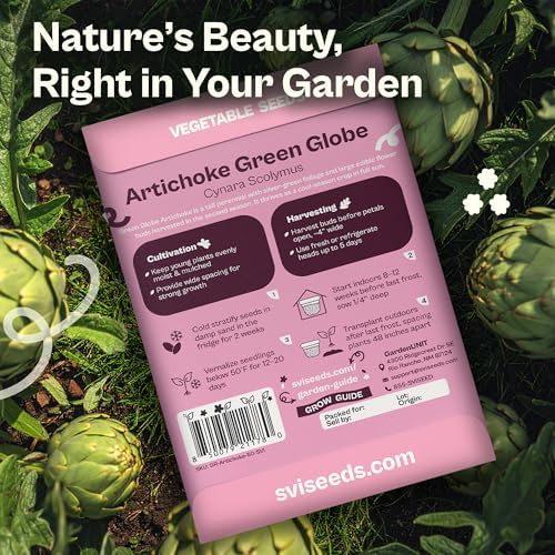 SVI 50 Green Globe Artichoke Seeds (Cynara scolymus) – Globe Artichoke Seed Packets, Artichokes Garden Seed Perennial – Heirloom Vegetable Seeds for Outdoor Garden Raised Beds, Containers - Image 2