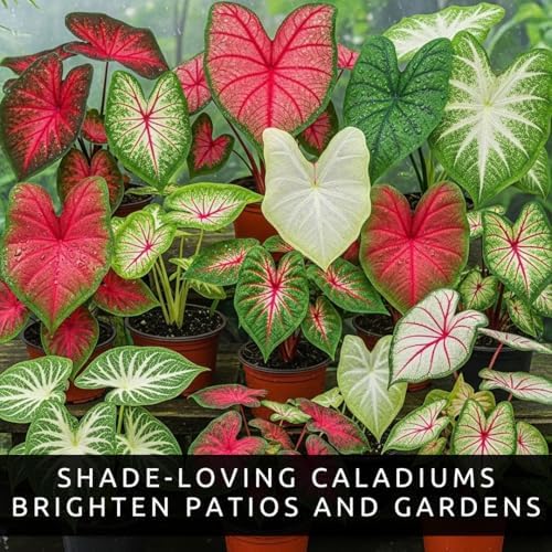 Caladium Bulbs for Planting - Mixed Colors, Growers Choice - Long Blooming Blend (24 Bulbs) - Image 2