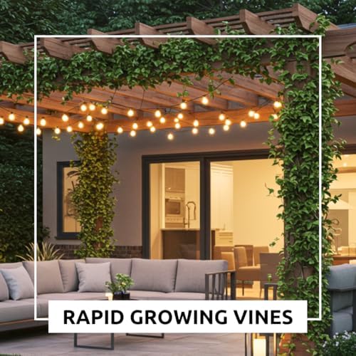 Boston Ivy Vine Seeds – 50 Easy-to-Grow Seeds for Lush Garden Coverage and Privacy - Decorative Climbing Vines for Gardens, Fences, Pergolas, and Walls - Image 5