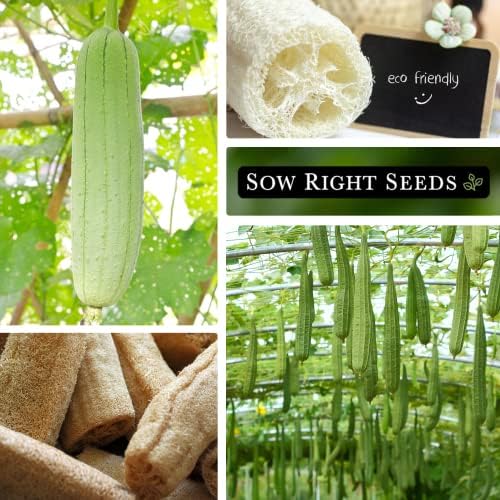 Sow Right Seeds - Luffa Gourd Seed for Planting Loofah Natural Sponge 3pk - Image 4