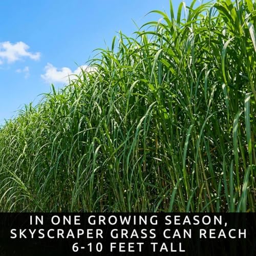 1,000 Privacy Grass Seeds for Planting - Skyscraper/Elephant Grass - Fast Growing Tall Ornamental Greens Up to 10 Feet - Dense Natural Privacy Screen - Easy to Grow (Approx 1,000 Seeds) - Image 6