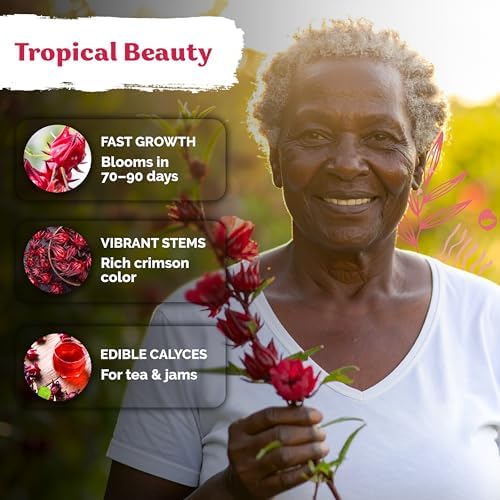 150 Roselle Heirloom Flower Seeds for Planting, Hibiscus Sabdariffa - Image 4