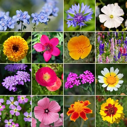 Ferry-Morse Annual Bulk Wildflower Seeds, 500,000+, 1 lb - Image 2