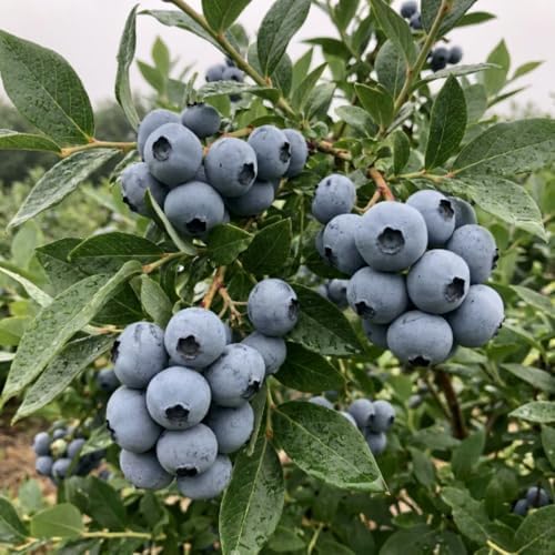 Austin Blueberry Live Plant, Hardy Fruit Bush, 1-2 Ft Tall, Gallon Pot - Image 5