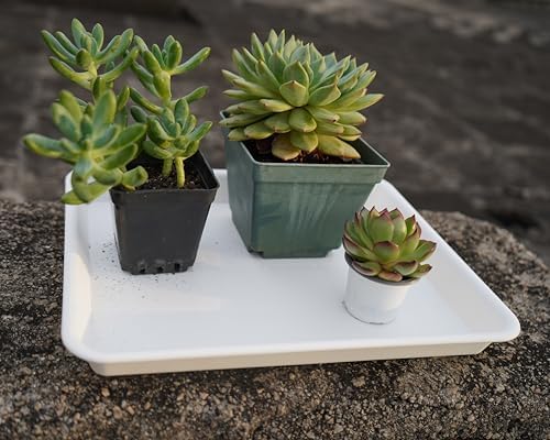 VUWEZ 2 Pack Plant Saucer, Nursery Trays, Heavy Sturdy Seed Starting Tray for Indoors No Holes, Starter Growing Tray (17.5"x10.6", Creamy White) - Image 5