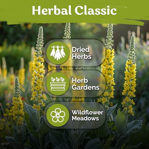 1,500 Mullein Heirloom Herb Seeds for Planting, Verbascum Thapsus - Image 6