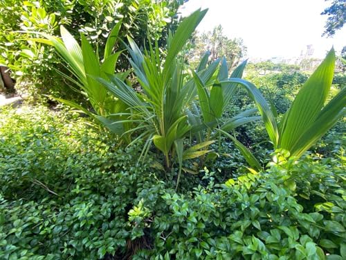 Green Malayan Coconut Palm Tree - Tropical Cocos Nucifera, Low Maintenance Live Exotic Palm for Indoor & Outdoor Spaces, Air-Purifying, Drought-Tolerant Ornamental Accent Plant (2gal Pot, 2-3ft) - Image 7