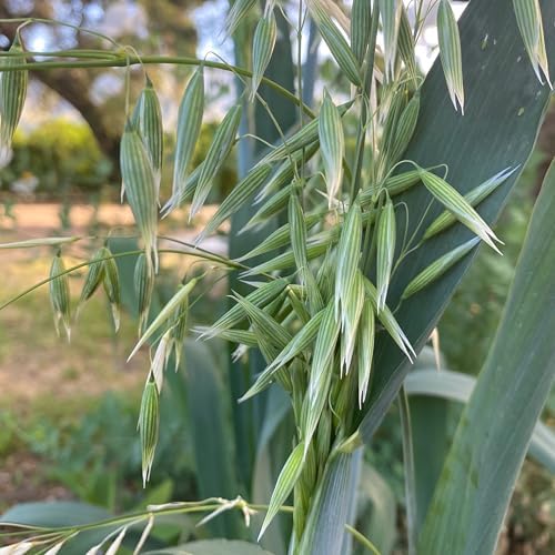 All Good Things Organic Common Oat Seeds for Planting: 275 Count - Image 2